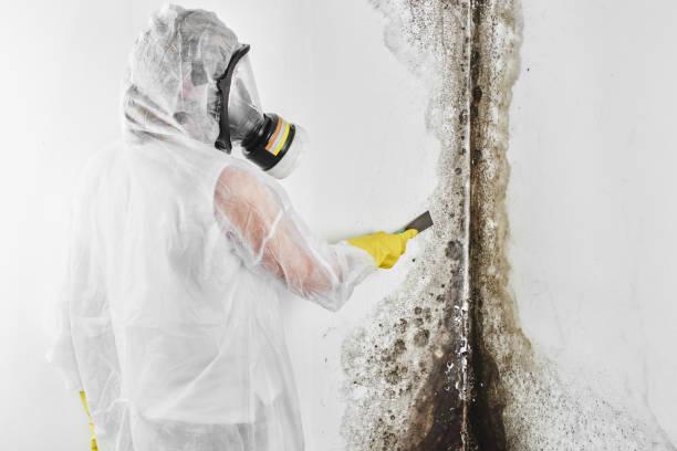 Best Industrial Mold Remediation in Oxoboxo River, CT