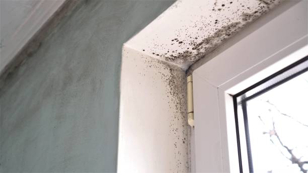 Best Residential Mold Remediation in Oxoboxo River, CT