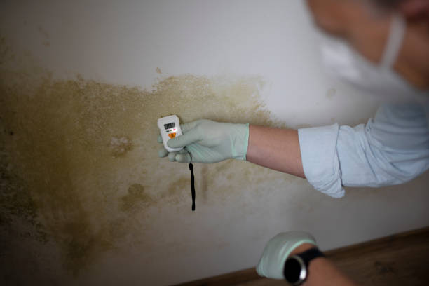 Trusted Oxoboxo River, CT Mold Remediation Experts